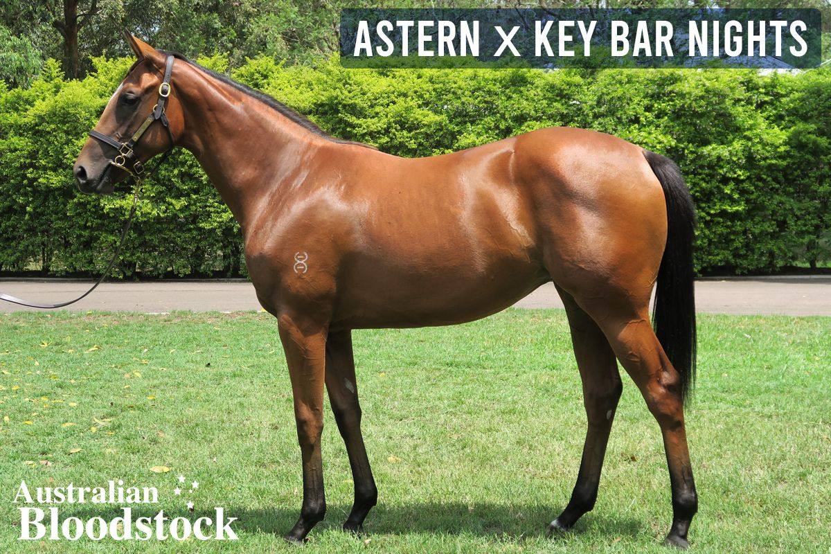 Astern X Key Bar Nights Filly