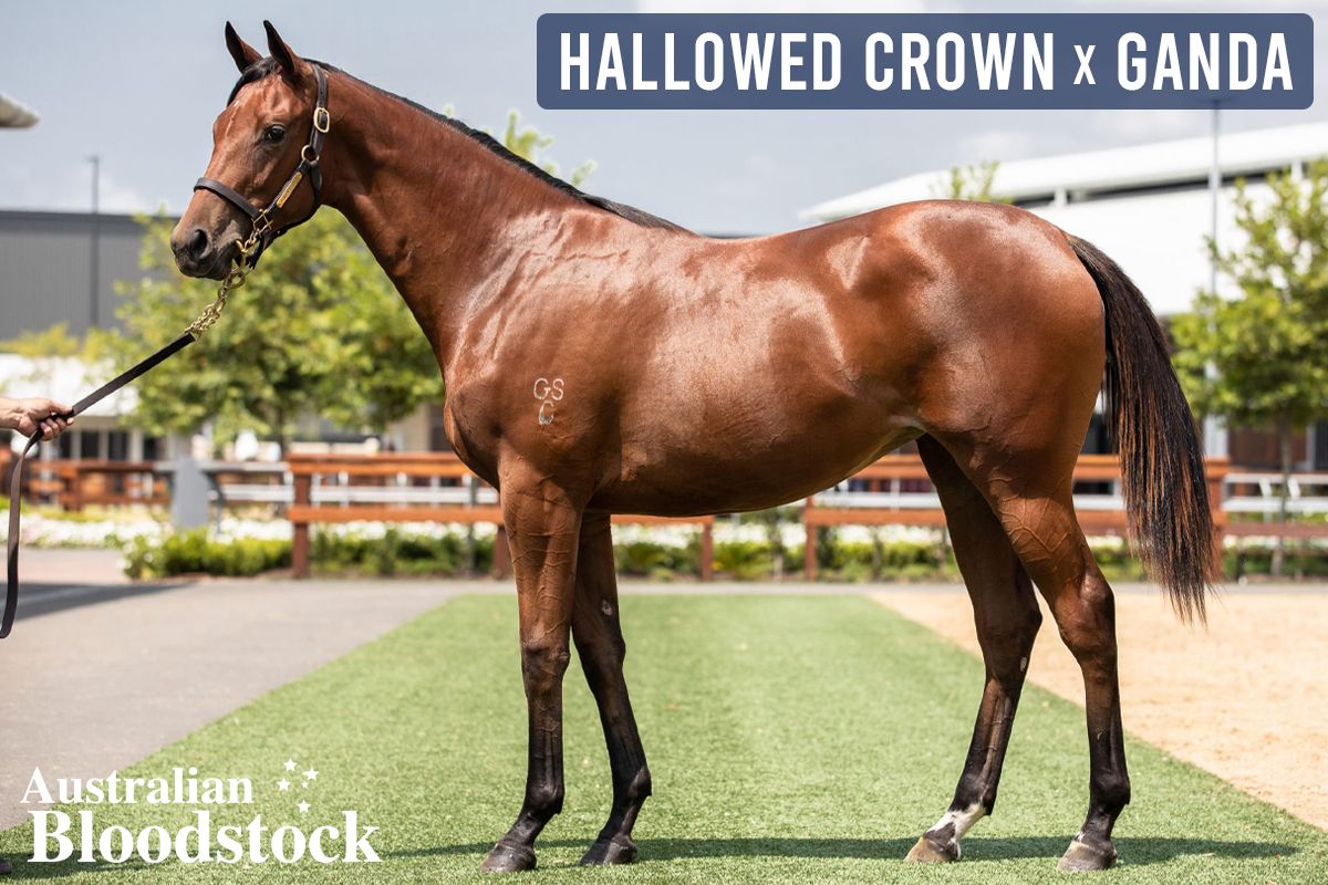 Hallowed Crown X Ganda