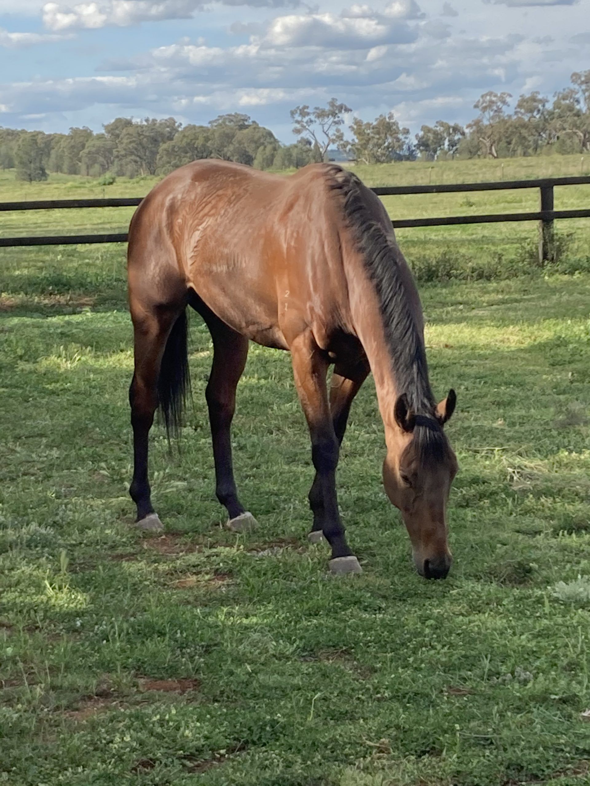 Big duke - retired