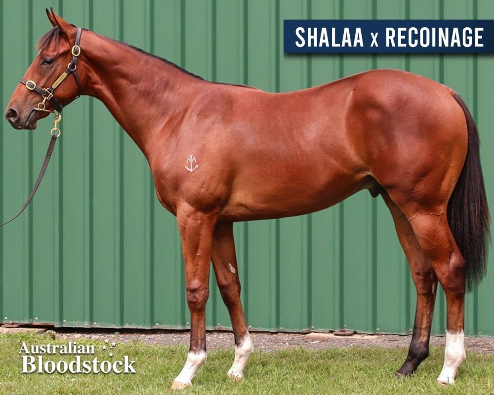 Shalaa X Recoinage – Colt