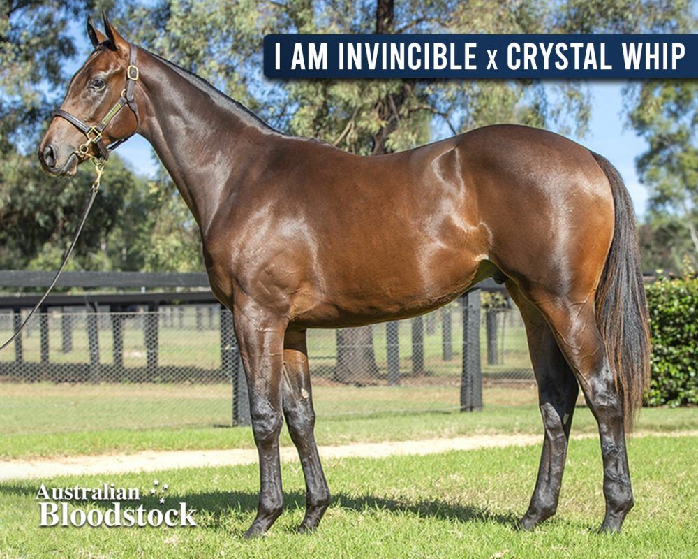 I Am Invincible X Crystal Whip