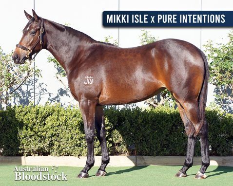 Mikki Isle - Pure Intentions Filly