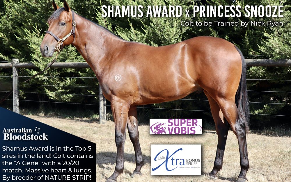 Shamus Award x Princess Snooze – Colt