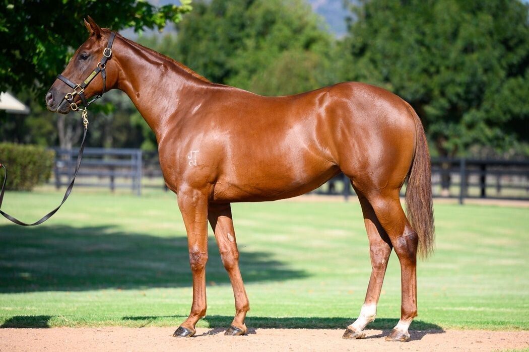 Zousain – Thurlow Filly