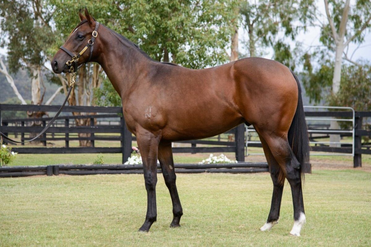 Supido – Northern Glory Colt