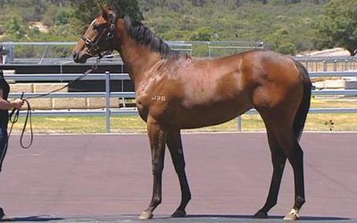 Blackfriars/Frilly Knickers 1 year old Bay Filly