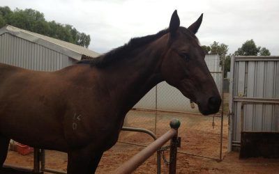 Princess Courjaz impressive debut