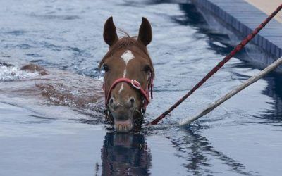 Racing At Ascot