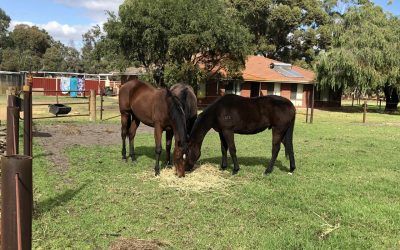 YEARLINGS CATCHING SOME RAYS