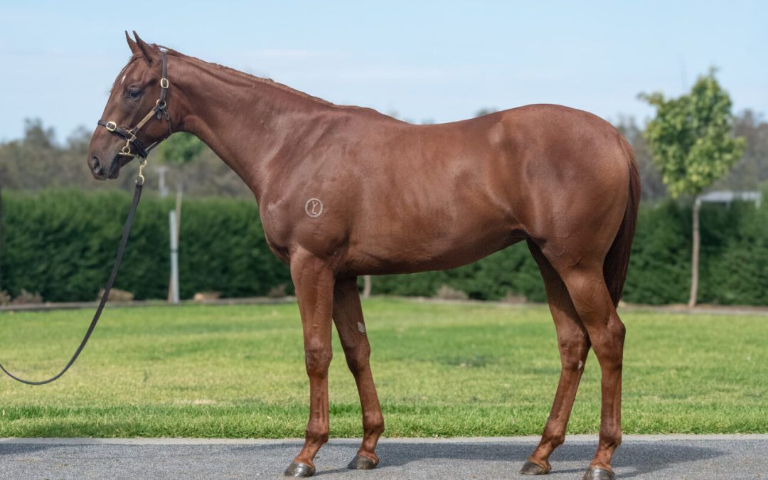 All Too Hard – One Fornana Rhodes