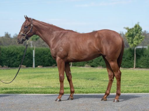 All Too Hard - One Fornana Rhodes