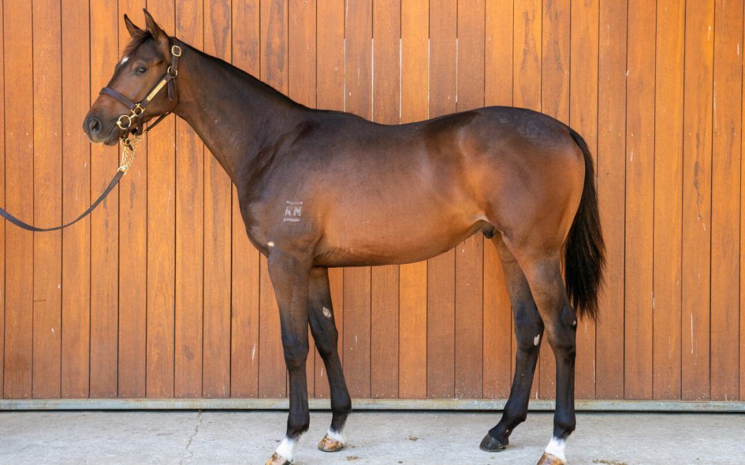 Un-named (Supido – Third Eye)