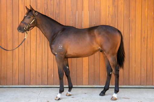 Un-named (Supido - Third Eye)