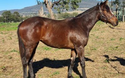 ADELAIDE Filly ‘SOLD OUT’