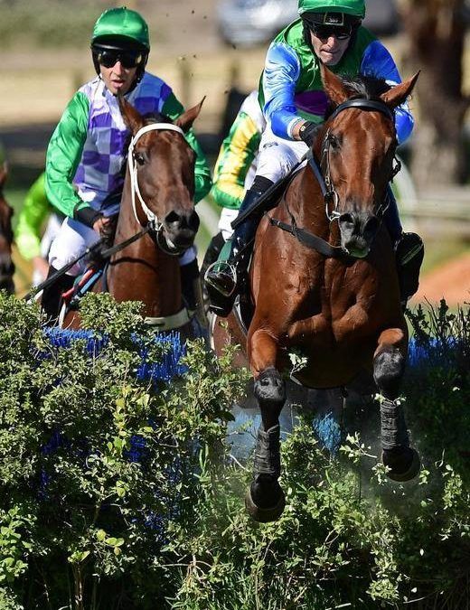 zed horse racing