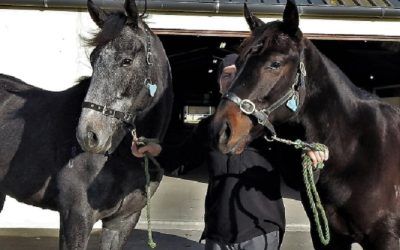 Historic Week at Rolleston as Thoroughbreds Start Training