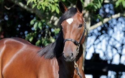 Nathan Rates the Syndicate Yearlings