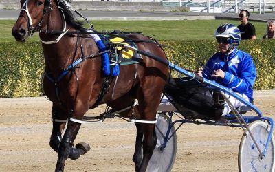 Can the Great Survivor Hit the $NZ1m in stakes at Redcliffe ?