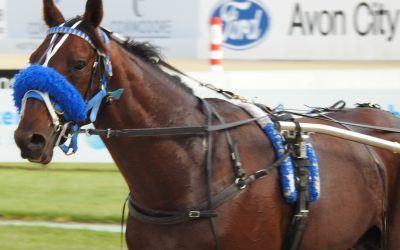 Oscar and Darci -plus Friends-Head to Addington Thursday