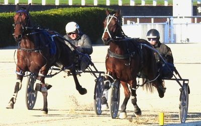 Top Three , Maybe Better, Is the Sires Stakes Final Hope