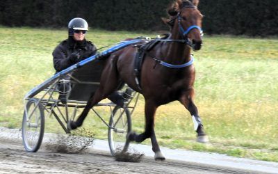 Purdon Racing’s Equine “Covid” Prompts Dr Green Recovery Recipe