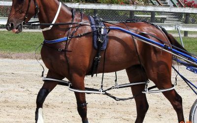 Stable Debuts the Theme for Cambridge Wednesday