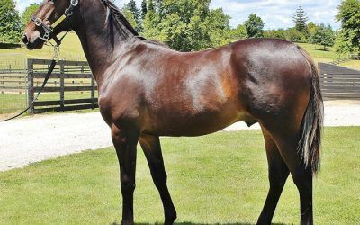 Robin Butt’s Green and White Now Purdon Grey and Blue