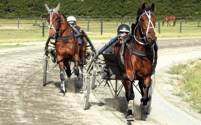 Wat Next ? A Special Occasion ?