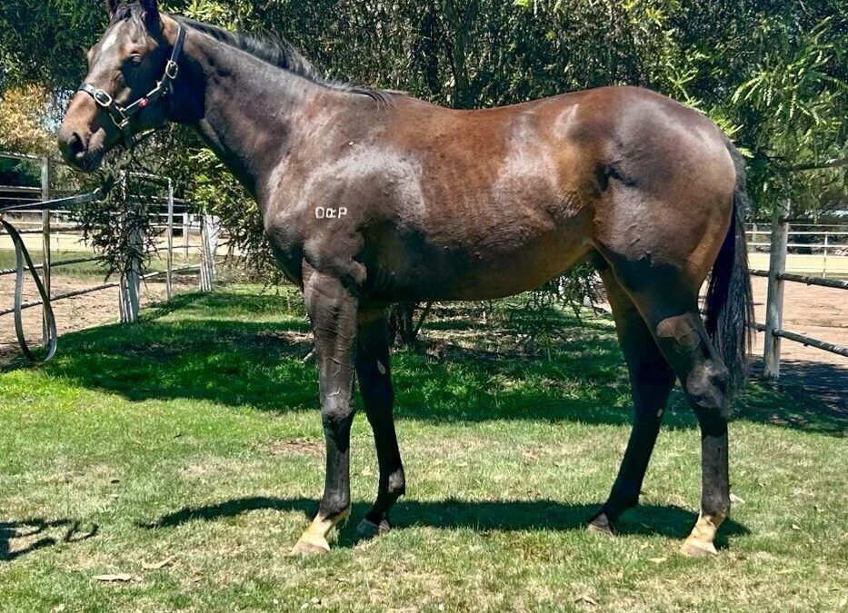 Un-named (Frosted – Bralca’s Gem)
