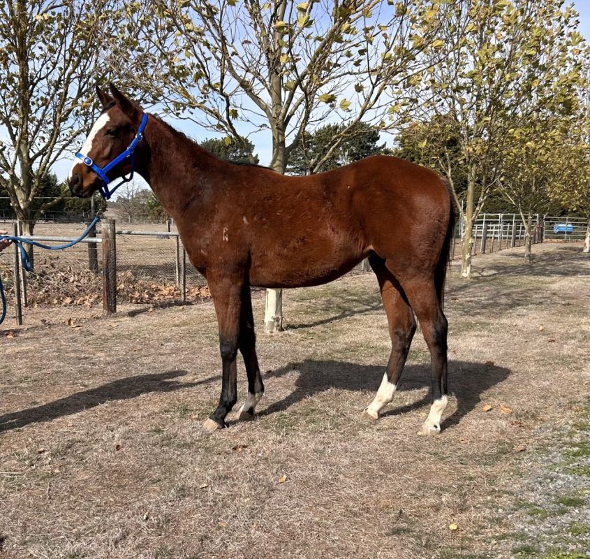 Un-named (Russian Camelot – Hospeda)