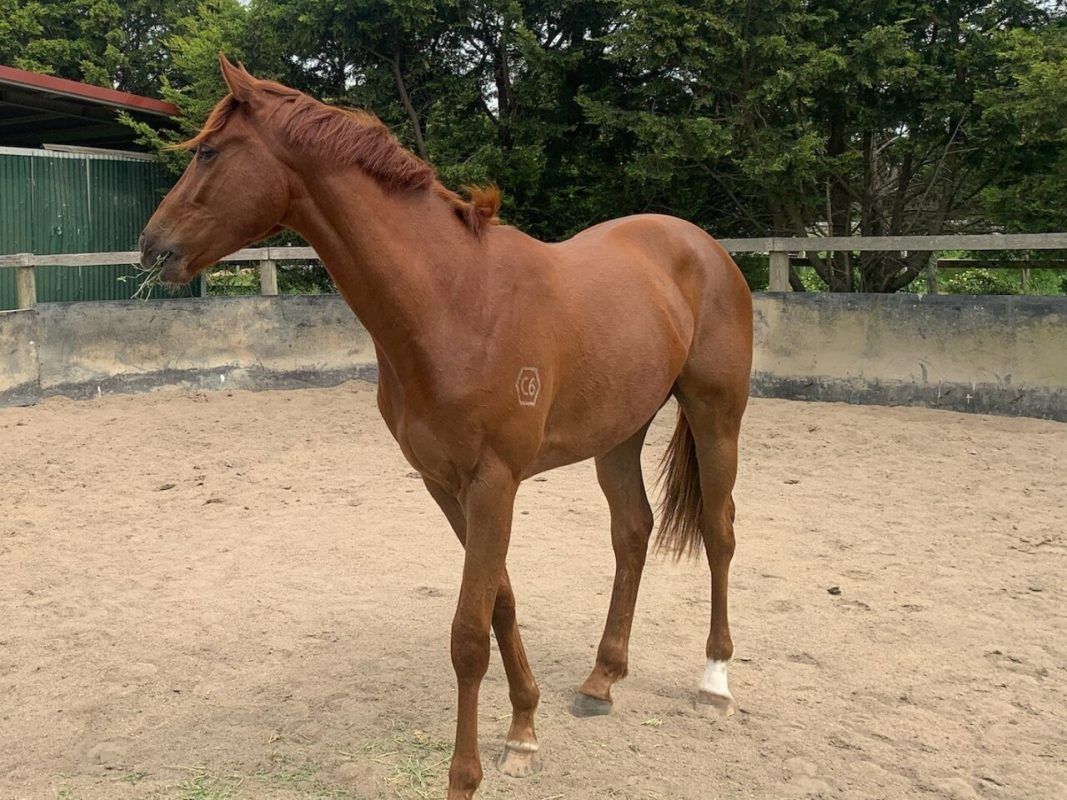 Un-named Gelding 2022 (Palentino – Emerenta)