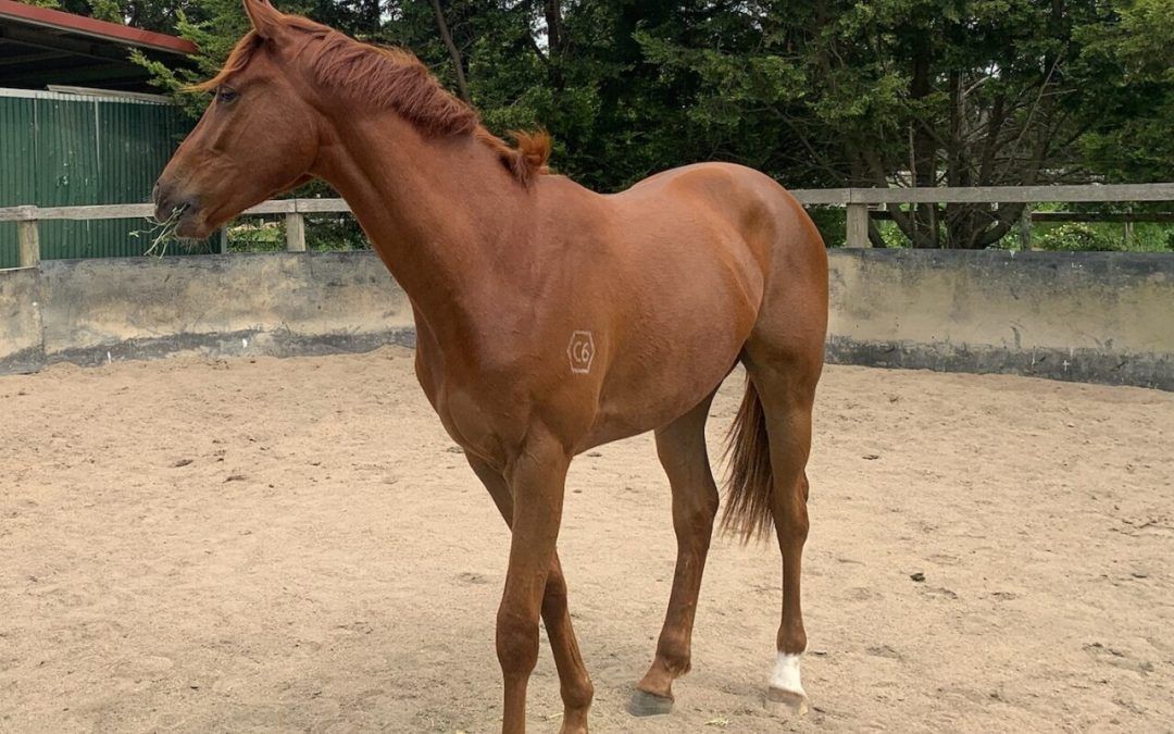 Un-named Gelding 2022 (Palentino – Emerenta)