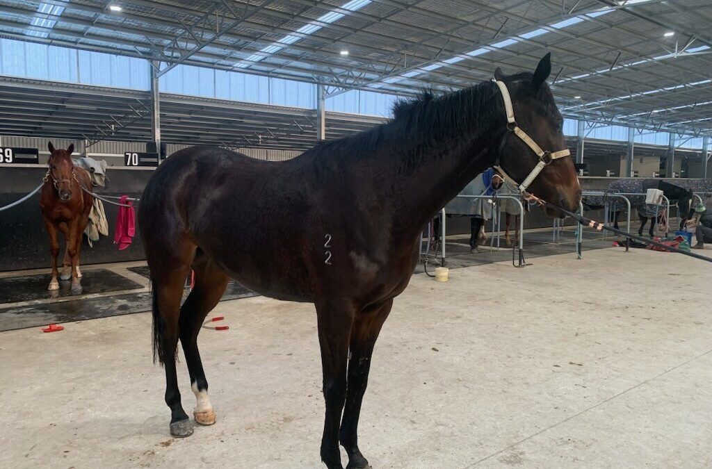 Un-named (Fiorente – Namoi)