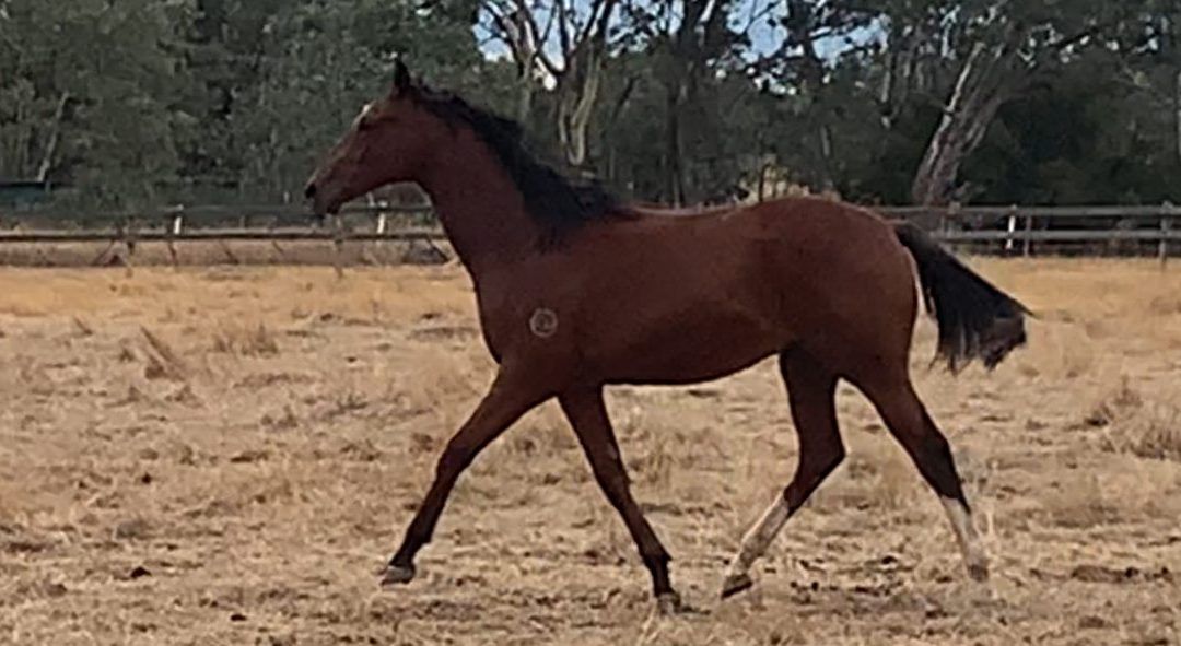 Un-named (Delaware – Emerenta)