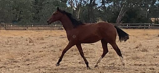 Un-named (Delaware - Emerenta)