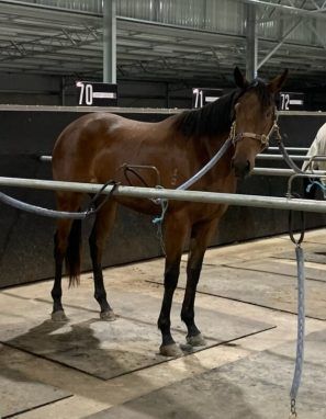 Un-named (Delaware - Emerenta)