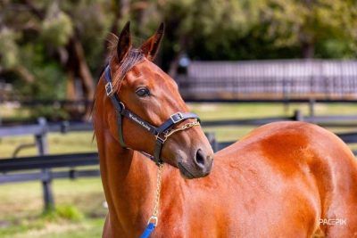 (Un-Named) Captain Ahab x Lies A Lot Nz