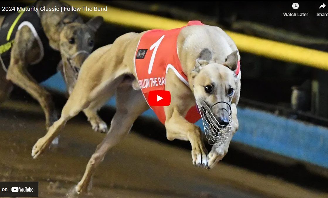 Alaskan Klee Kai Demo Listing Racehorse Ownership Opportunities