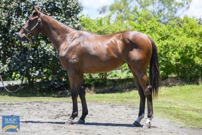 Cook My Goose - Ready to Race Country NSW / QLD