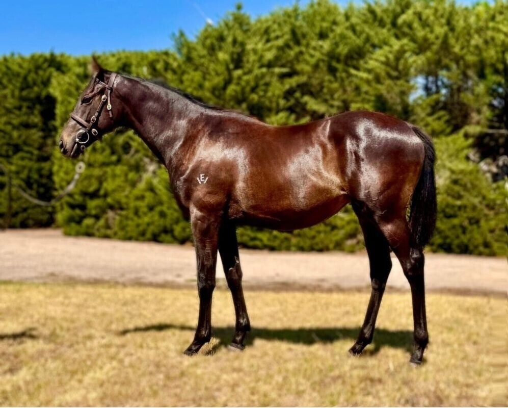 Un-named (Shamus Award – Inyanga)