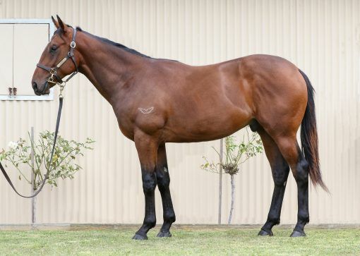 Un-named (Trapeze Artist - First Dawn)