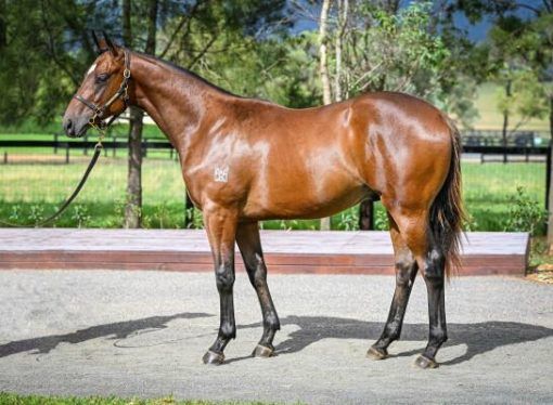 Un-named (Wild Ruler - Supreme Mind)