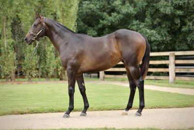 Un-named (Zousain - Demanding Queen)
