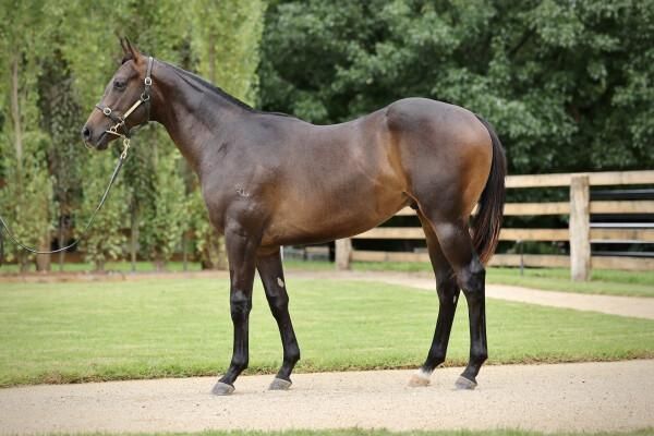 Un-named (Zousain – Demanding Queen)