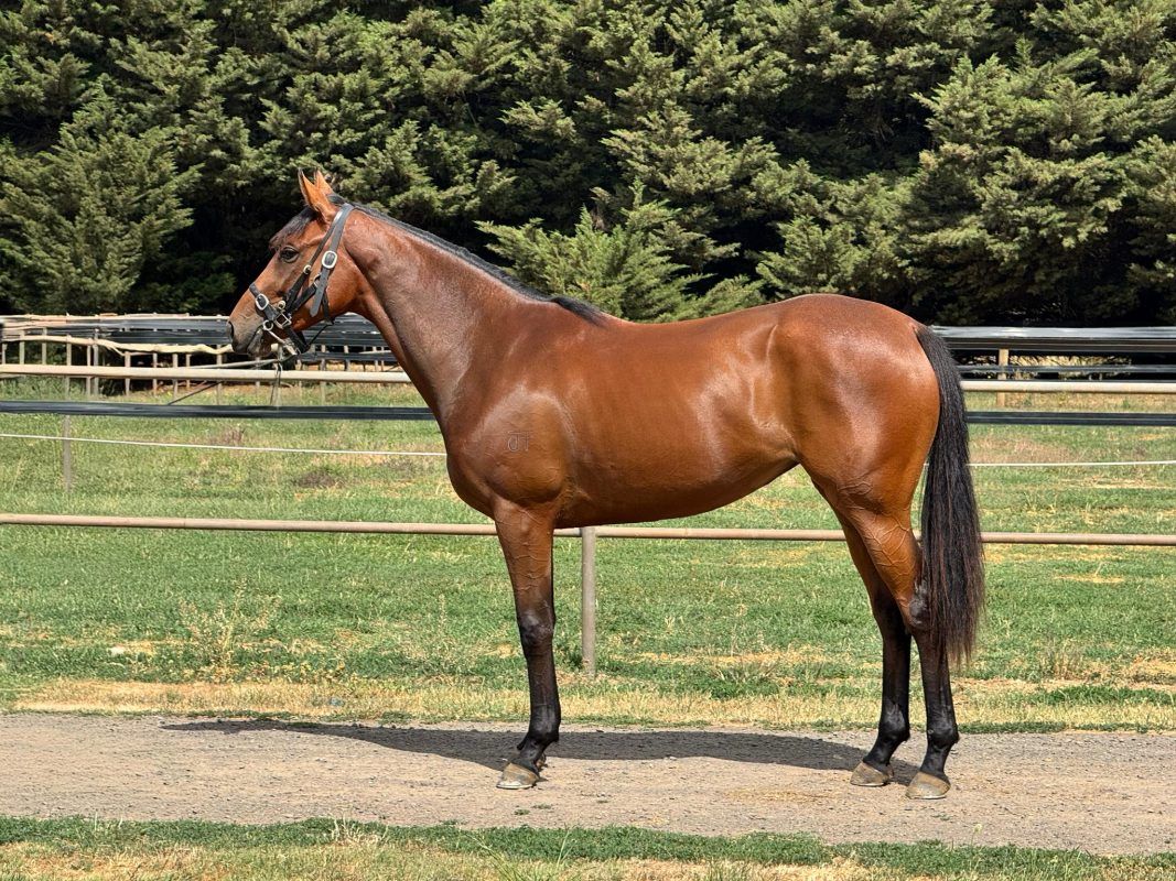 Un-named (Pride Of Dubai – Essence)