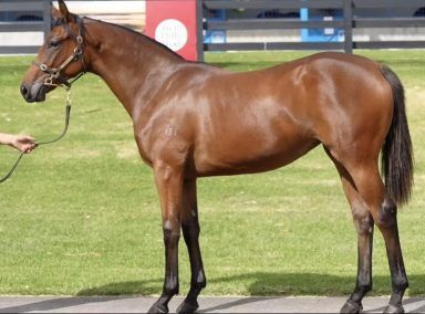 Un-named (Pride Of Dubai - Essence)