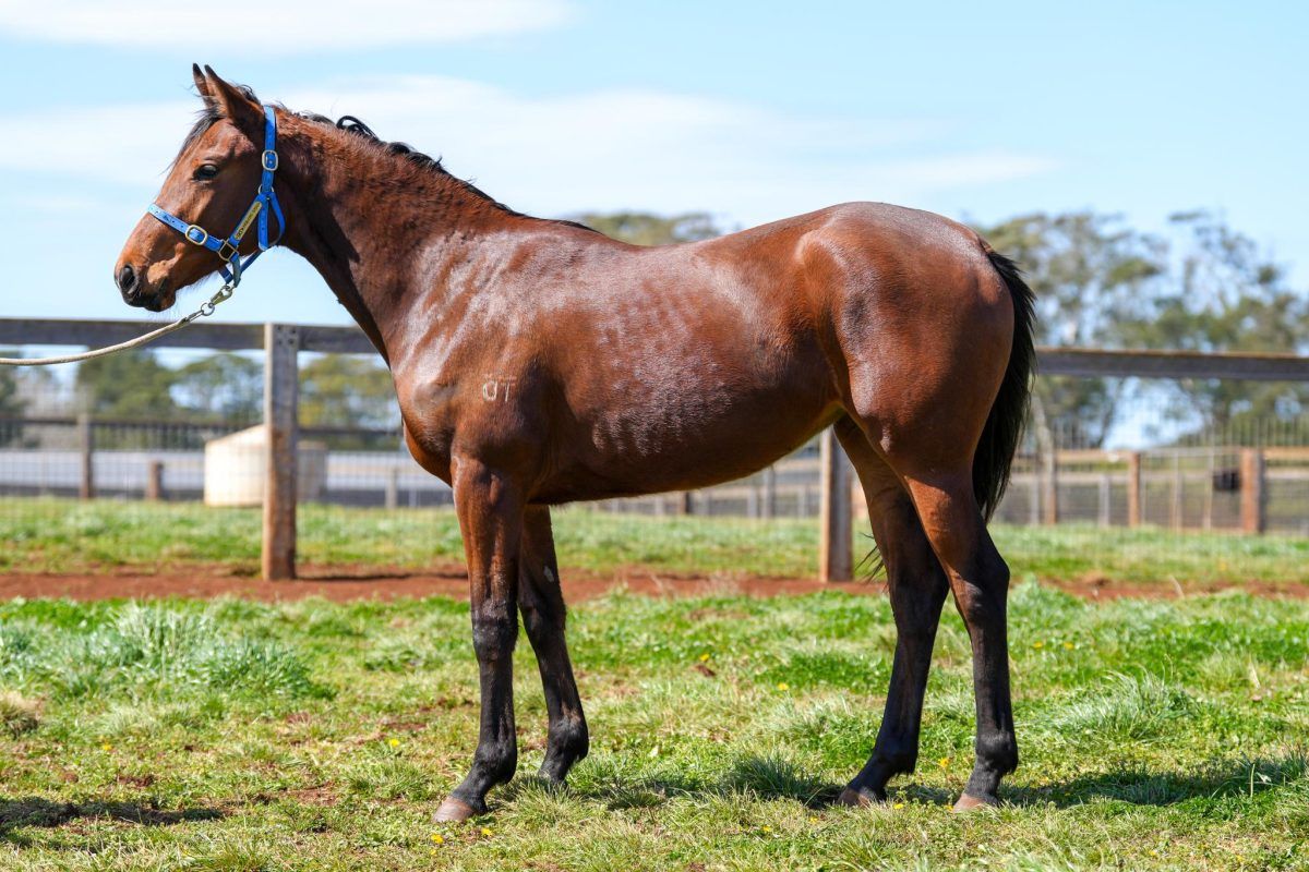 Un-named (Pride Of Dubai – Essence)