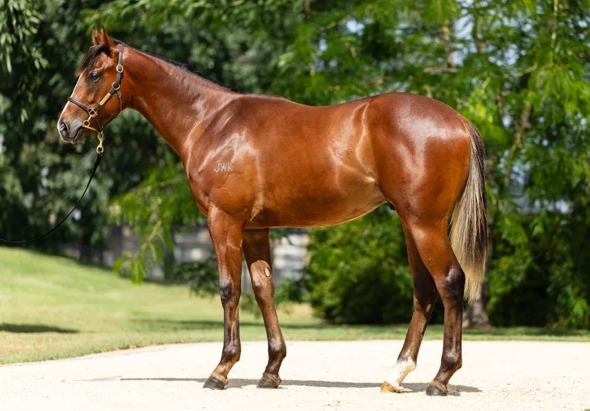 Un-named (Russian Revolution – Cadet Roni)