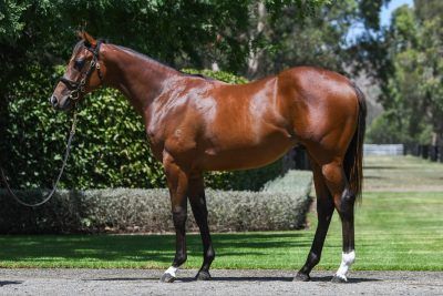 Un-named (Home Affairs - Celts)