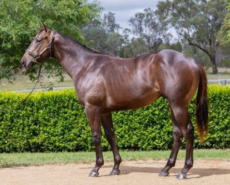 Un-named (Artorius - Campari)